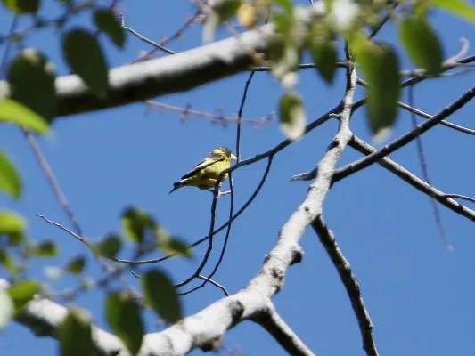 File:Chloris monguilloti, Gung Ré, Di Linh, Lâm Đồng, Vietnam 06.jpg