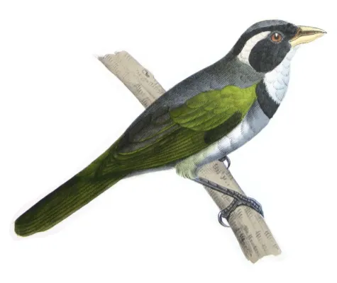 File:Arremon flavirostris - de Castelnau.jpg