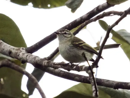 File:Phylloscartes ceciliae - Alagoas Tyrannulet (cropped).jpg