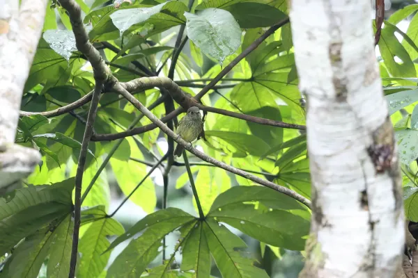 File:Mionectes galbinus fasciaticollis - Olive-striped Flycatcher; Madre de Dios, Peru.jpg