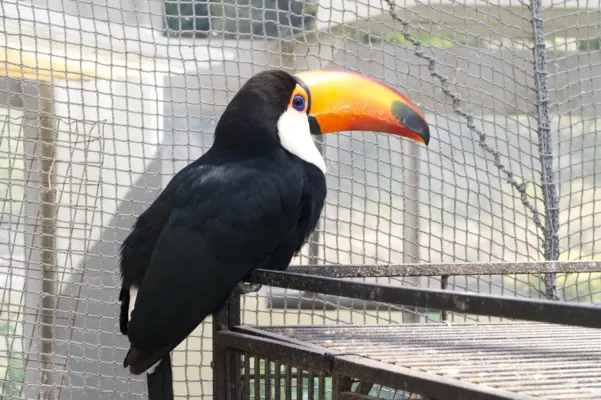 File:オニオオハシ(Ramphastos toco).jpg