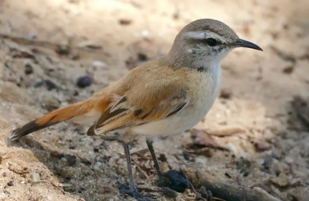 File:Kalahari Scrub-Robin (Cercotrichas paena) (51665389170).jpg