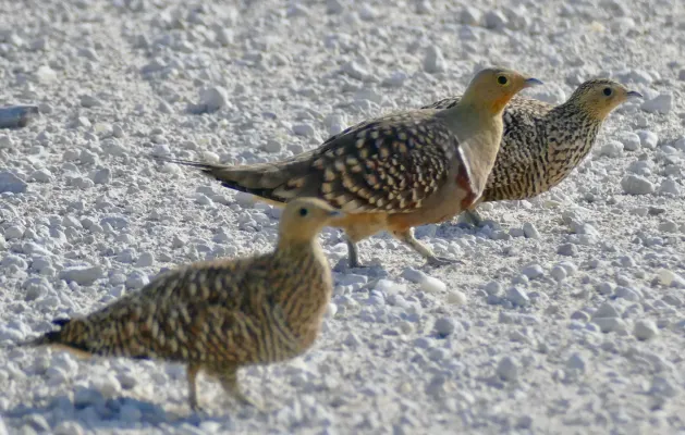 File:Namaqua Sandgrouses (Pterocles namaqua) on the gravel road ... (51665976349).jpg