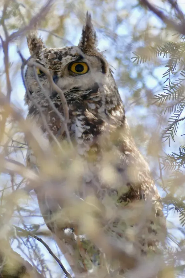 File:Spotted Eagle-Owl (Bubo africanus) (51651415947).jpg