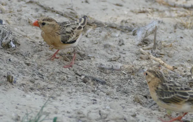 File:Shaft-tailed Whydahs (Vidua regia) females ... (32149297597).jpg