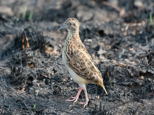 File:Turnix sylvaticus 64607517.jpg