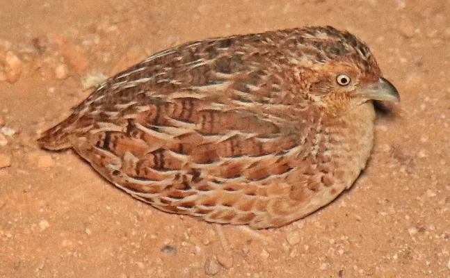 File:Turnix velox 40860983.jpg