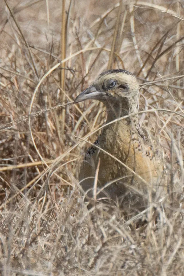 File:Turnix sylvaticus 64720952.jpg
