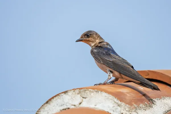 File:Progne chalybea - 2021.jpg
