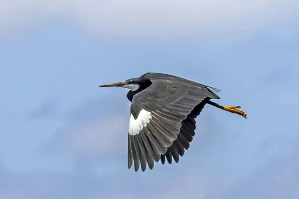 File:Western reef heron (Egretta gularis gularis) dark morph in flight white carpal area.jpg