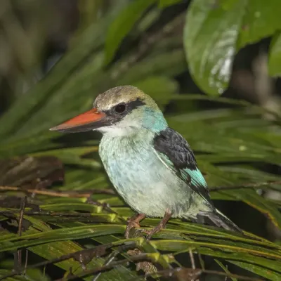 File:Blue-breasted kingfisher (Halcyon malimbica dryas).jpg