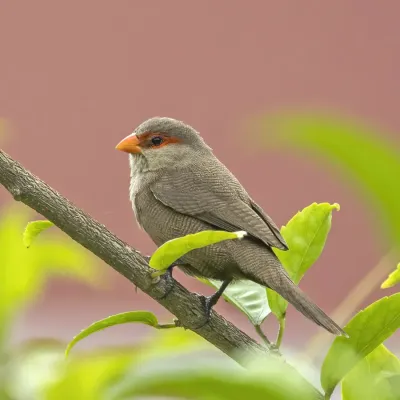 File:Common waxbill (Estrilda astrild jagoensis).jpg