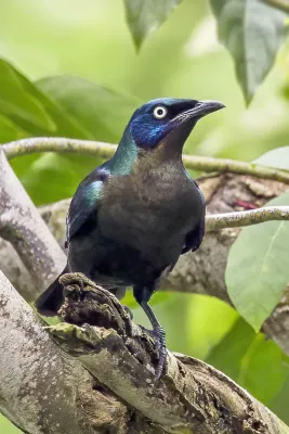 File:Principe glossy starling (Lamprotornis ornatus).jpg
