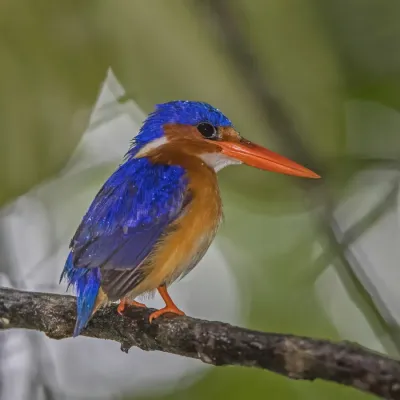 File:Príncipe malachite kingfisher (Corythornis cristatus nais) 2.jpg