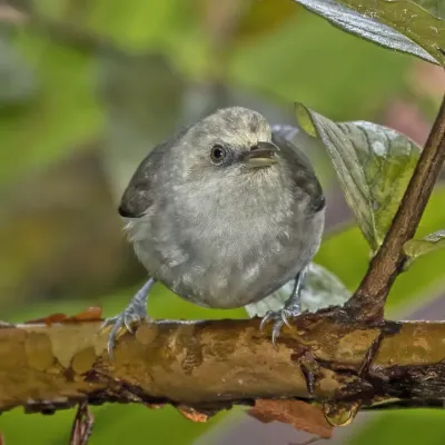 File:Príncipe speirops (Zosterops leucophaeus) 2.jpg