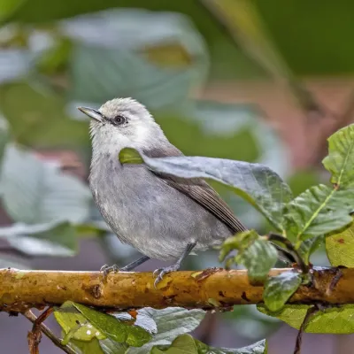 File:Príncipe speirops (Zosterops leucophaeus).jpg