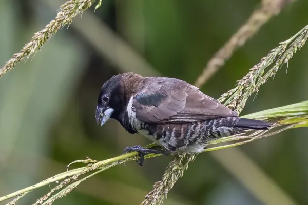 File:Bronze mannikin (Spermestes cucullata cucullata).jpg