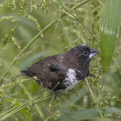 File:Bronze mannikin (Spermestes cucullata cucullata) 2.jpg