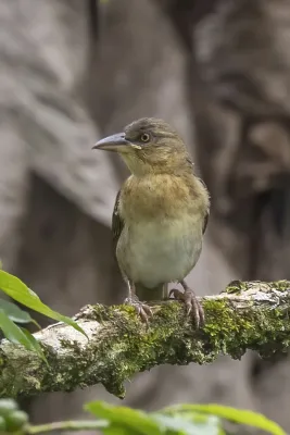 File:Giant weaver (Ploceus grandis) female.jpg