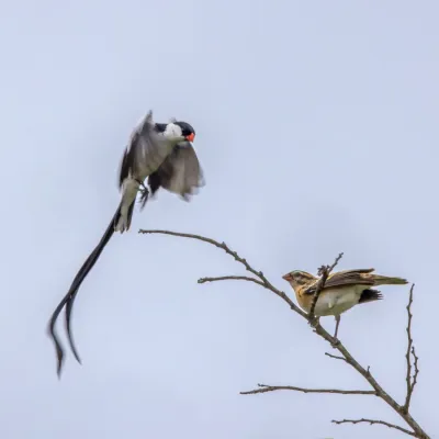 File:Pin-tailed whydah (Vidua macroura) male and female.jpg