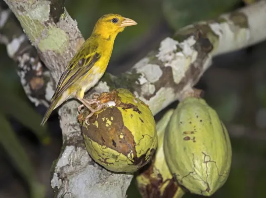File:Príncipe golden weaver (Ploceus princeps) female.jpg