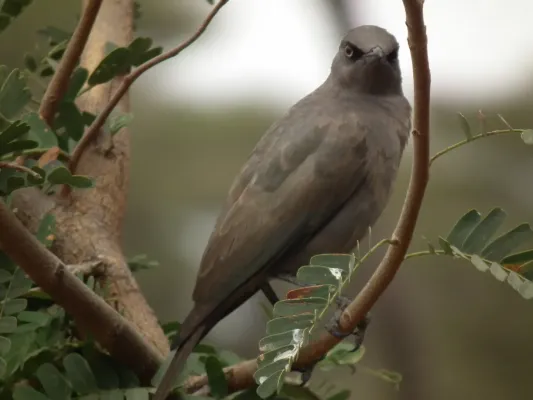 File:Ashy starling Lamprotornis unicolor in Tanzania 0378 Nevit.jpg