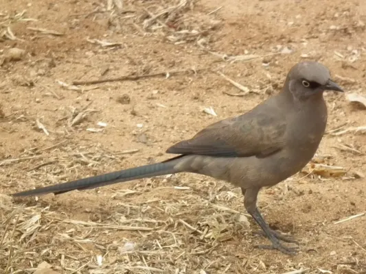 File:Ashy starling Lamprotornis unicolor in Tanzania 0754 cropped Nevit.jpg