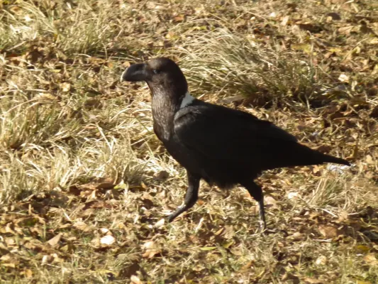 File:White-necked Raven Corvus albicollis Tanzania 3930 Nevit.jpg