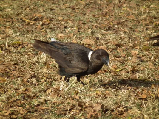File:White-necked Raven Corvus albicollis Tanzania 3941 Nevit.jpg