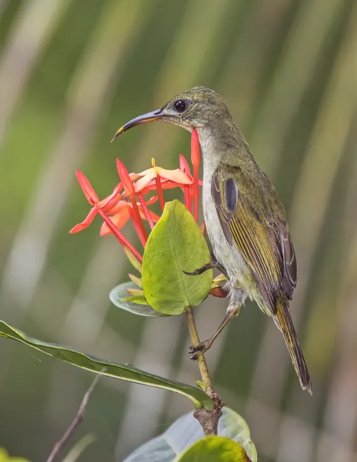 File:Príncipe sunbird (Anabathmis hartlaubii) female.jpg