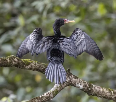 File:Reed cormorant (Microcarbo africanus) Sao Tome.jpg