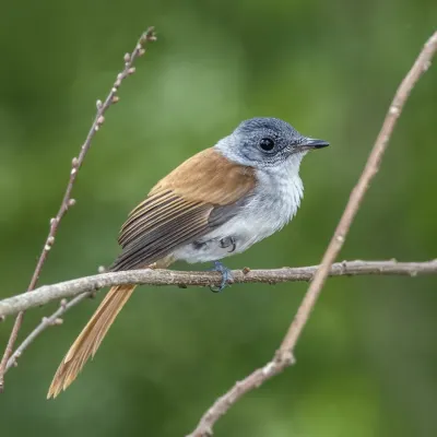 File:São Tomé paradise flycatcher (Terpsiphone atrochalybeia) female.jpg
