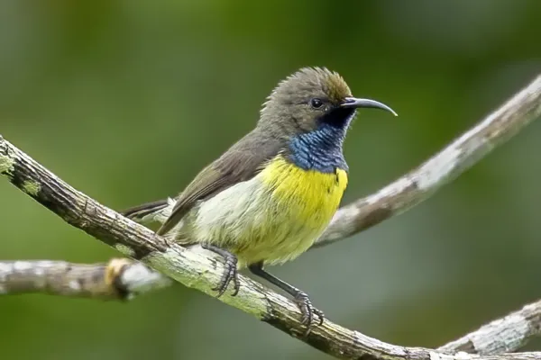 File:São Tomé sunbird (Anabathmis newtonii) male.jpg