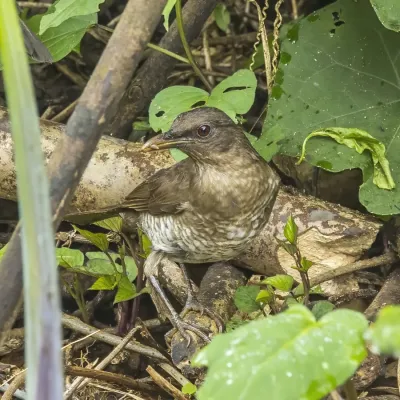 File:São Tomé thrush (Turdus olivaceofuscus).jpg