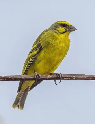 File:Yellow-fronted canary (Crithagra mozambica tando).jpg