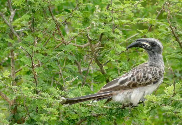 File:African Grey Hornbill (Lophoceros nasutus epirhinus) male ... (46748824682).jpg