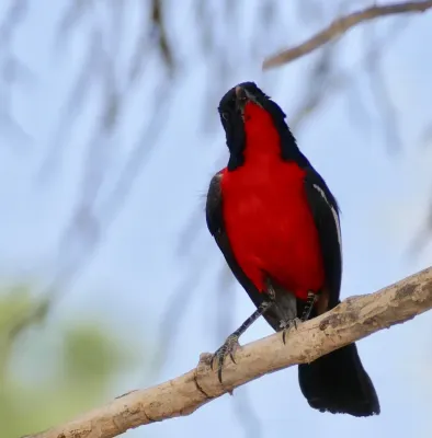 File:Crimson-breasted Shrike (Laniarius atrococcineus) (33226626308).jpg