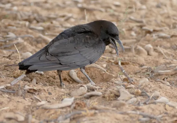 File:Cape Crow (Corvus capensis) (32139883717).jpg