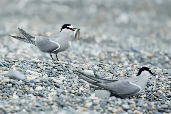 File:Onychoprion aleuticus, Kirovskiy, Kamchatka, Russia 08.jpg