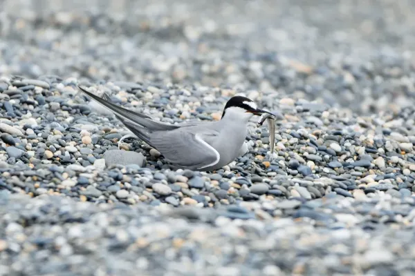 File:Onychoprion aleuticus, Kirovskiy, Kamchatka, Russia 09.jpg