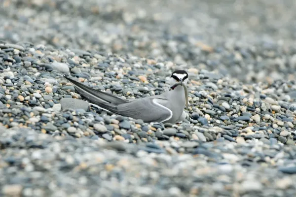 File:Onychoprion aleuticus, Kirovskiy, Kamchatka, Russia 10.jpg