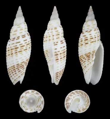 File:Domiporta granatina 01.jpg