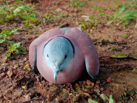 File:Red Collared Dove (Streptopelia tranquebarica)-front.jpg