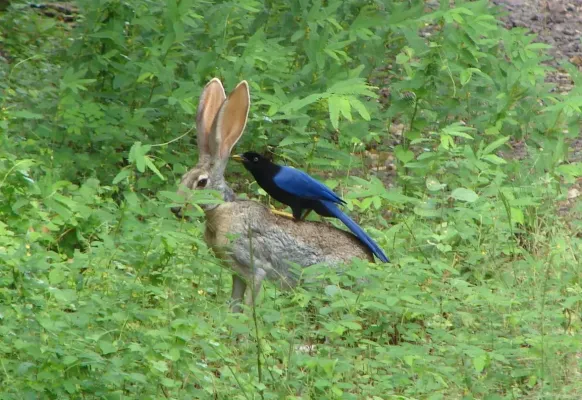 File:Cyanocorax beecheii on rabbit cut.jpg
