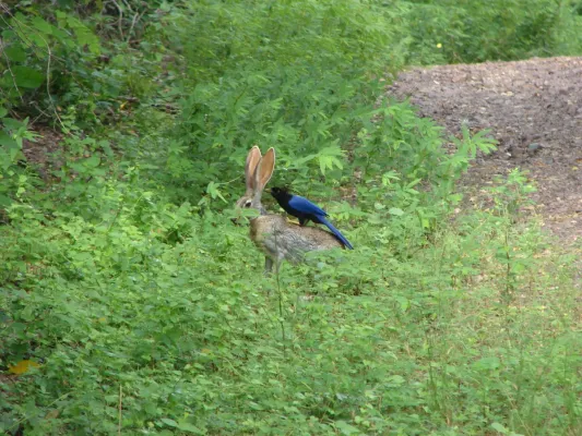 File:Cyanocorax beecheii on rabbit.jpg