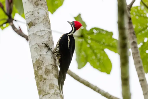 File:Lineated Woodpecker (Dryocopus lineatus).jpg