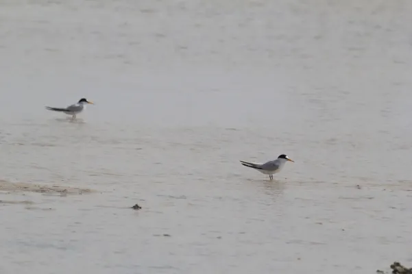 File:Saunders's Tern (Sternula saundersi), Jeddah, Saudi Arabia.jpg