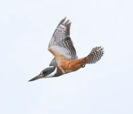 File:Megaceryle torquata 152961824.jpg