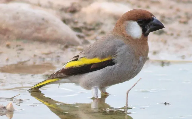 File:Rhynchostruthus percivali.jpg