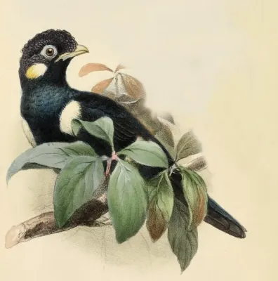 File:Basilornis celebensis from Ibis 1861.jpg